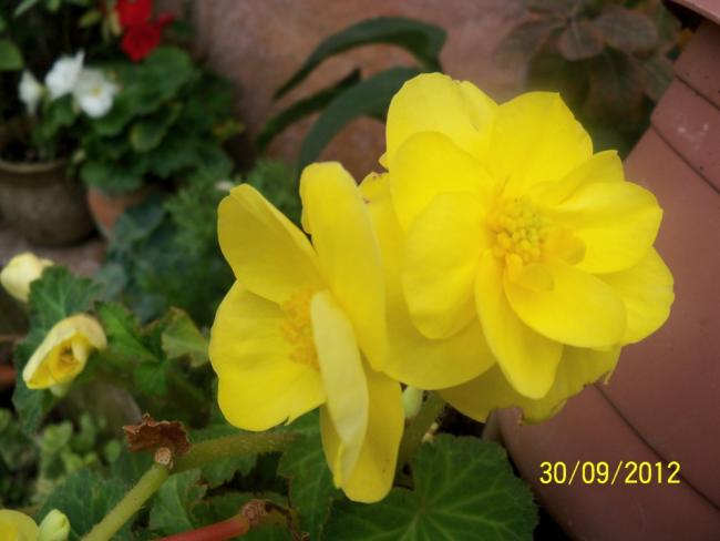 Name:  101_2210.jpg
Views: 688
Size:  31.2 KB