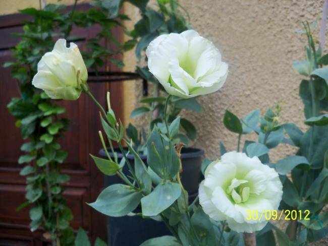 Name:  101_2164.jpg
Views: 661
Size:  41.1 KB