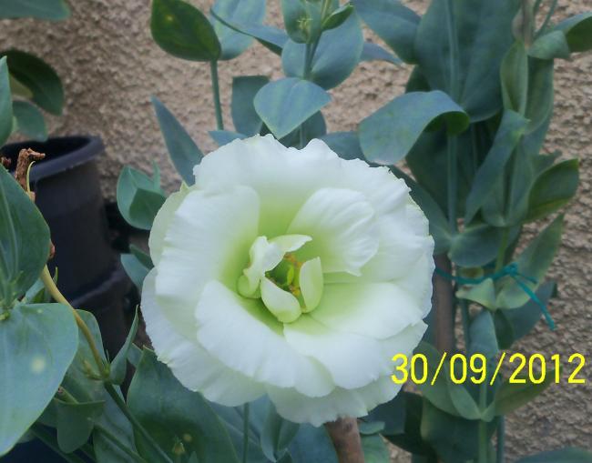 Name:  101_2161.jpg
Views: 645
Size:  41.0 KB