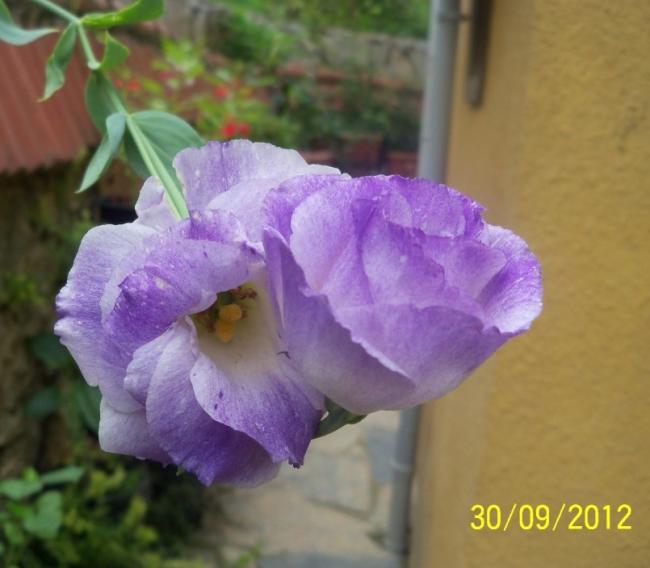 Name:  101_2181.jpg
Views: 692
Size:  37.6 KB