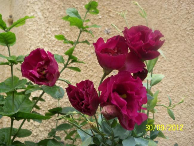 Name:  101_2174.jpg
Views: 626
Size:  50.8 KB