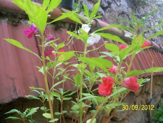 Name:  101_2188.jpg
Views: 705
Size:  58.3 KB