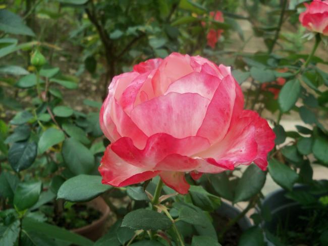 Name:  101_2351.jpg
Views: 654
Size:  39.6 KB