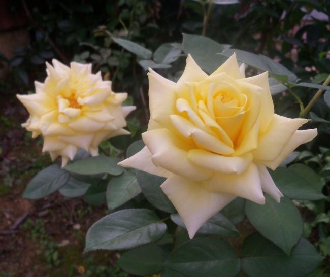 Name:  101_2368.jpg
Views: 614
Size:  36.3 KB