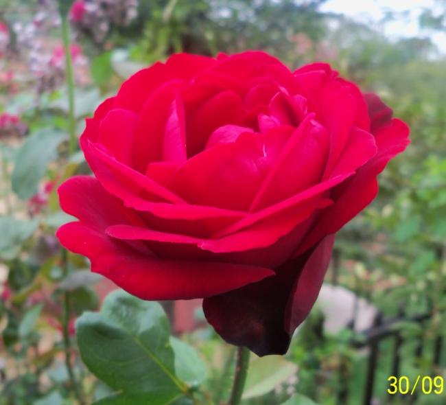 Name:  101_2266.jpg
Views: 680
Size:  37.2 KB