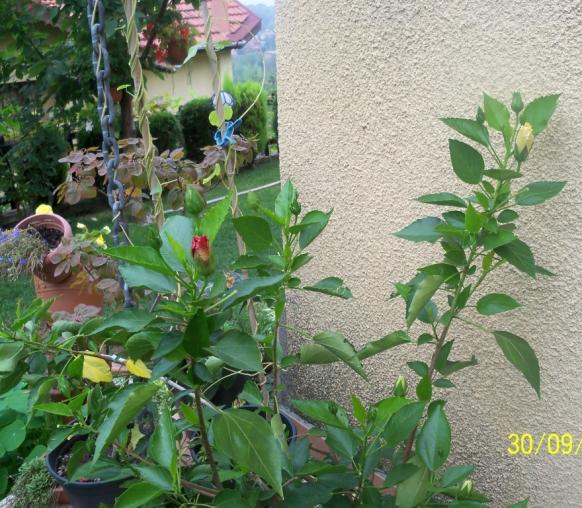 Name:  101_2221.jpg
Views: 1129
Size:  72.1 KB