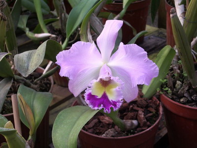 Name:  IMGP1416_resize_resize.JPG
Views: 943
Size:  51.6 KB
