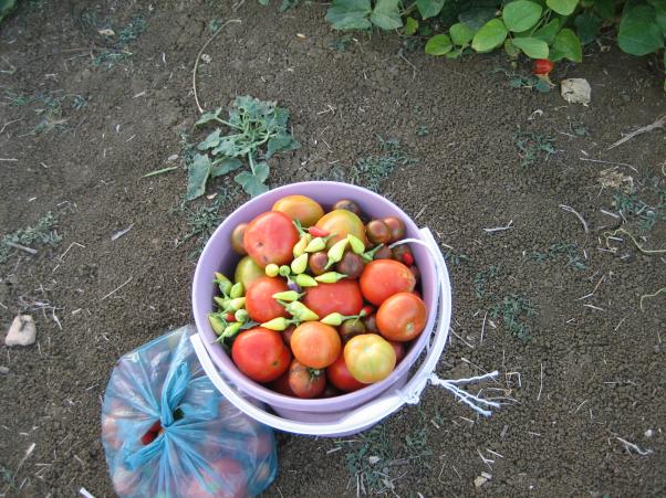 Name:  IMG_0522.jpg
Views: 1684
Size:  71.1 KB