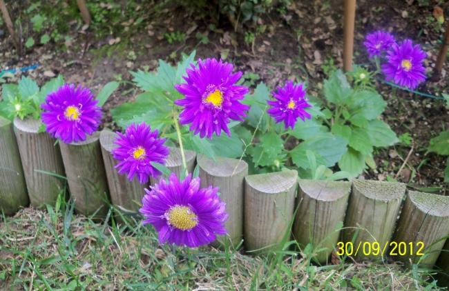 Name:  101_2240.jpg
Views: 1395
Size:  61.7 KB