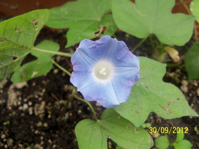 Name:  101_2196.jpg
Views: 1059
Size:  38.2 KB