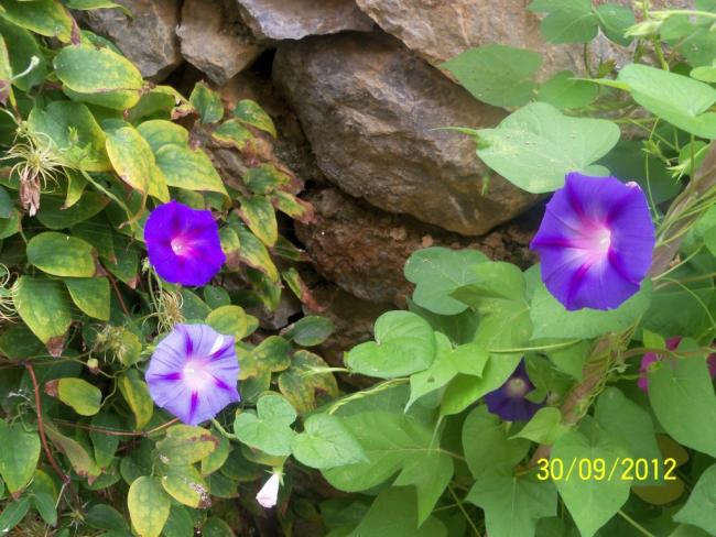 Name:  101_2244.jpg
Views: 1056
Size:  59.7 KB