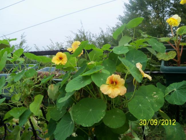 Name:  101_2008.jpg
Views: 1061
Size:  51.8 KB