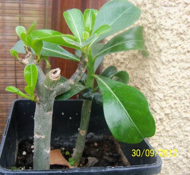Name:  101_2112.jpg
Views: 1061
Size:  60.0 KB