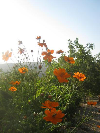 Name:  cosmos.JPG
Views: 1424
Size:  48.3 KB