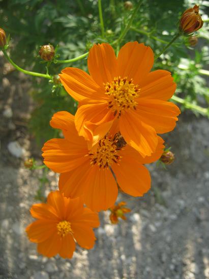 Name:  cosmos1.JPG
Views: 1354
Size:  41.6 KB