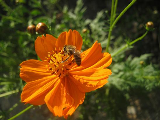 Name:  cosmos2.JPG
Views: 1472
Size:  45.3 KB