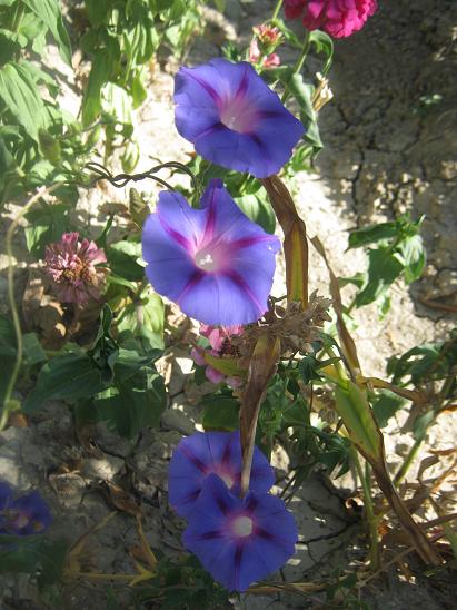 Name:  s.s.JPG
Views: 1072
Size:  60.1 KB