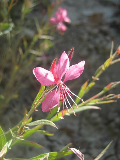 Name:  gaura.JPG
Views: 1074
Size:  37.8 KB