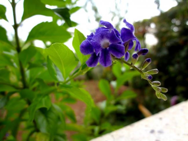 Name:  aa meneke.jpg
Views: 1367
Size:  35.8 KB