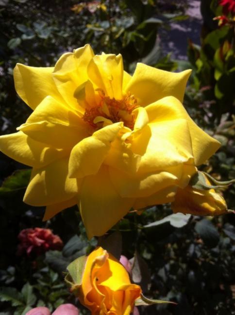 Name:  resim 013.jpg
Views: 1077
Size:  40.9 KB