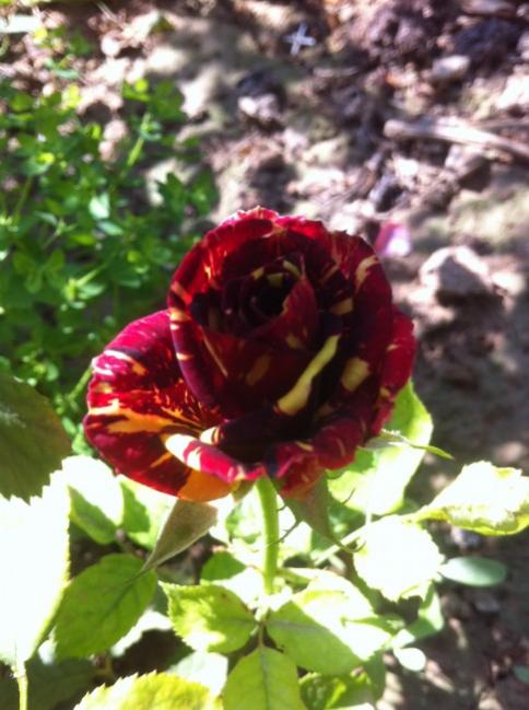 Name:  resim 012.jpg
Views: 859
Size:  50.3 KB