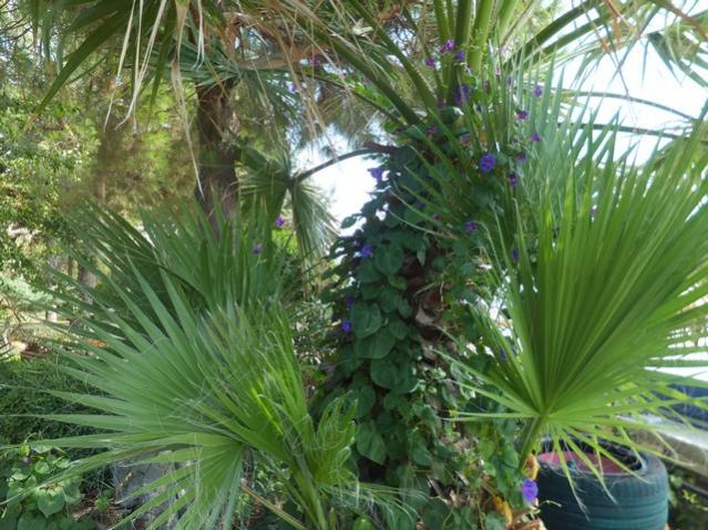 Name:  DSCF5549.jpg
Views: 549
Size:  68.6 KB