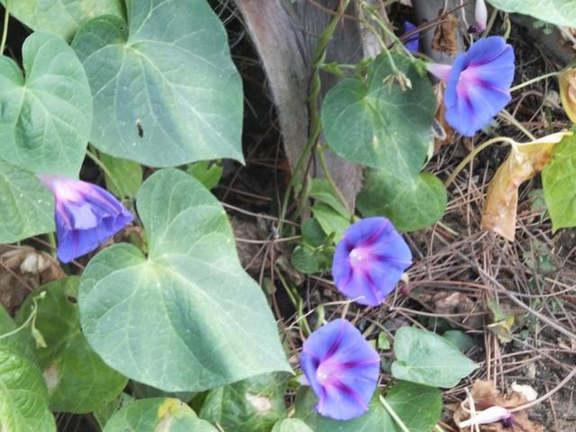 Name:  DSCF5555.jpg
Views: 337
Size:  55.5 KB