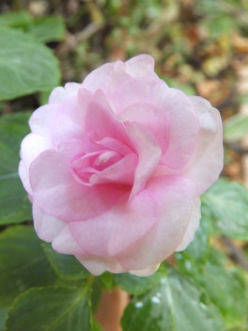 Name:  DSCF5591.jpg
Views: 282
Size:  41.0 KB