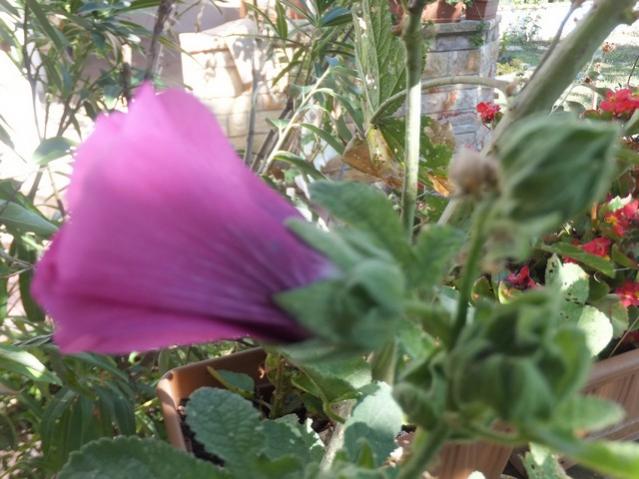 Name:  DSCF5798.jpg
Views: 296
Size:  48.1 KB