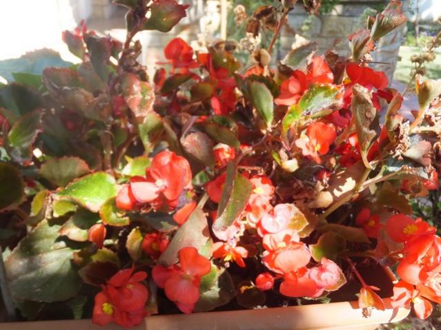 Name:  DSCF5801.jpg
Views: 341
Size:  58.2 KB