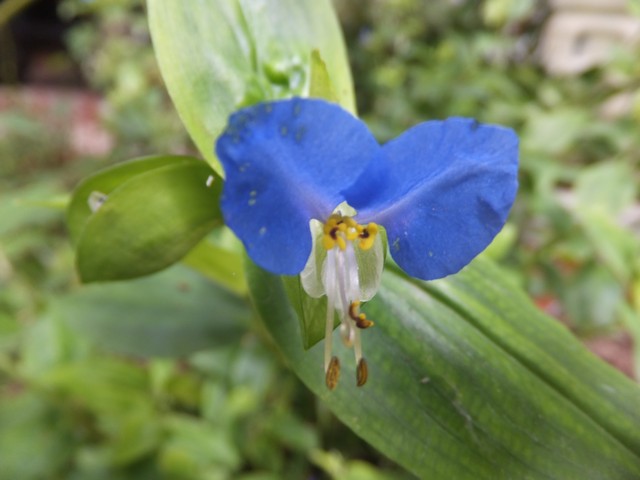 Name:  DSCF5828.jpg
Views: 303
Size:  59.4 KB