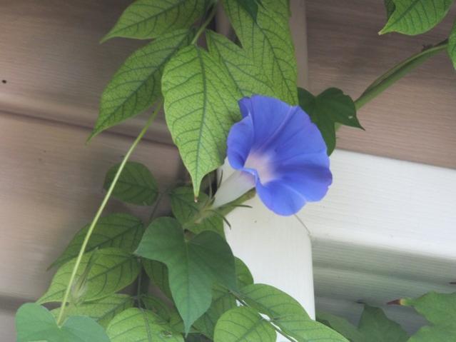 Name:  DSCF5853.jpg
Views: 269
Size:  31.0 KB