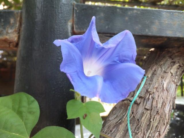 Name:  DSCF5854.jpg
Views: 234
Size:  40.2 KB