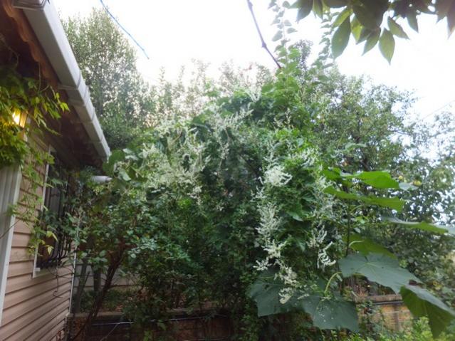 Name:  DSCF5944.jpg
Views: 230
Size:  63.4 KB