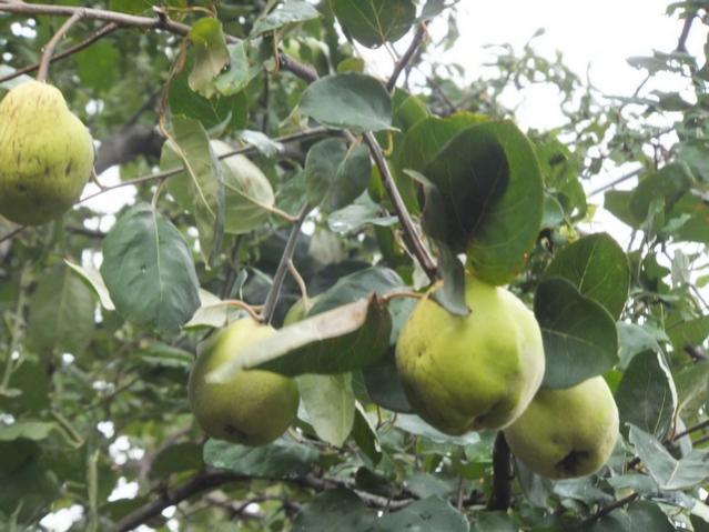 Name:  DSCF5951.jpg
Views: 224
Size:  49.0 KB