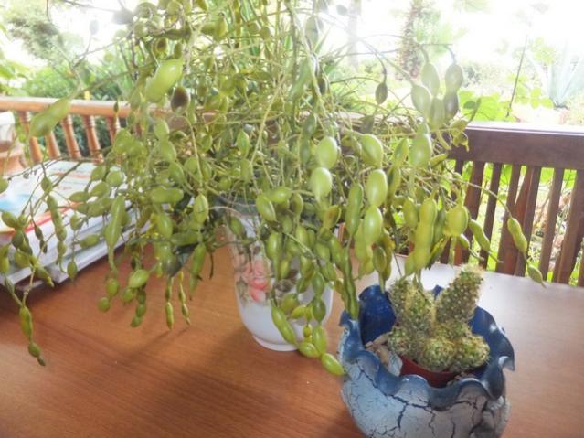 Name:  DSCF5971.jpg
Views: 402
Size:  53.9 KB