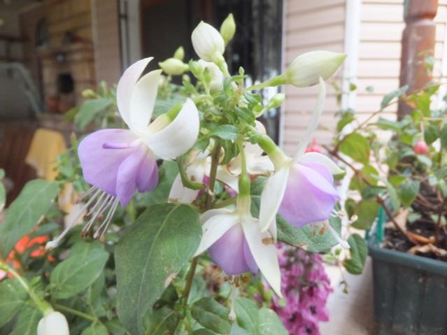 Name:  DSCF5976.jpg
Views: 399
Size:  41.6 KB