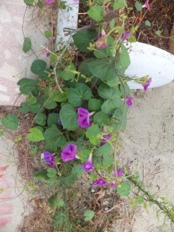 Name:  DSCF5978.jpg
Views: 395
Size:  36.1 KB