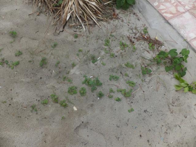 Name:  DSCF5981.jpg
Views: 379
Size:  48.0 KB
