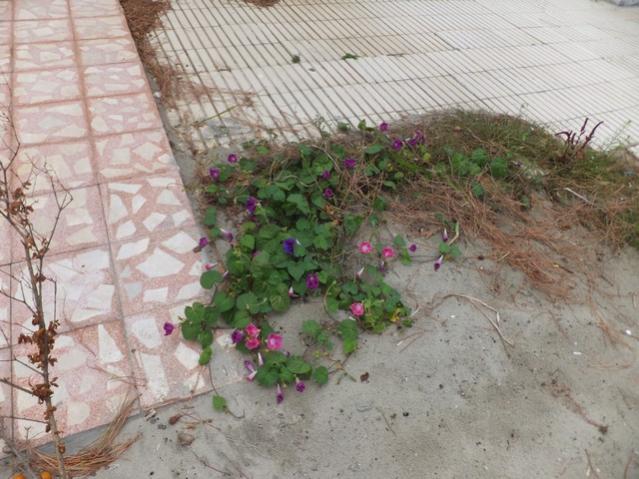 Name:  DSCF5982.jpg
Views: 393
Size:  56.5 KB
