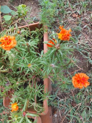Name:  DSCF5987.jpg
Views: 585
Size:  47.6 KB