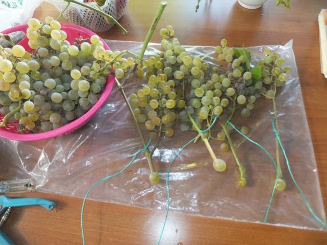 Name:  DSCF6004.jpg
Views: 568
Size:  49.5 KB