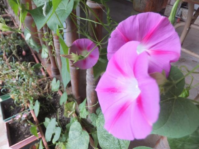 Name:  DSCF6047.jpg
Views: 514
Size:  46.2 KB
