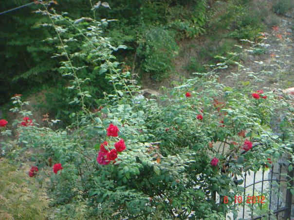 Name:  DSC00312.jpg
Views: 1009
Size:  71.7 KB