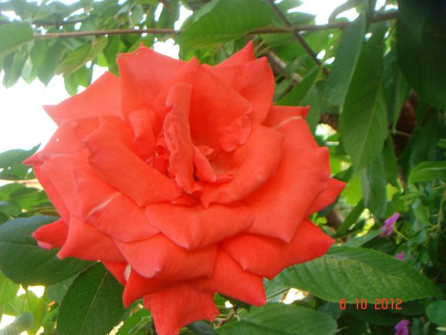 Name:  DSC00458.jpg
Views: 974
Size:  38.9 KB