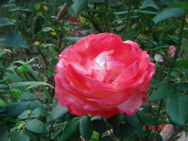 Name:  DSC00482.jpg
Views: 1002
Size:  47.4 KB