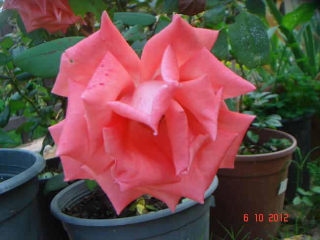 Name:  DSC00486.jpg
Views: 928
Size:  40.9 KB
