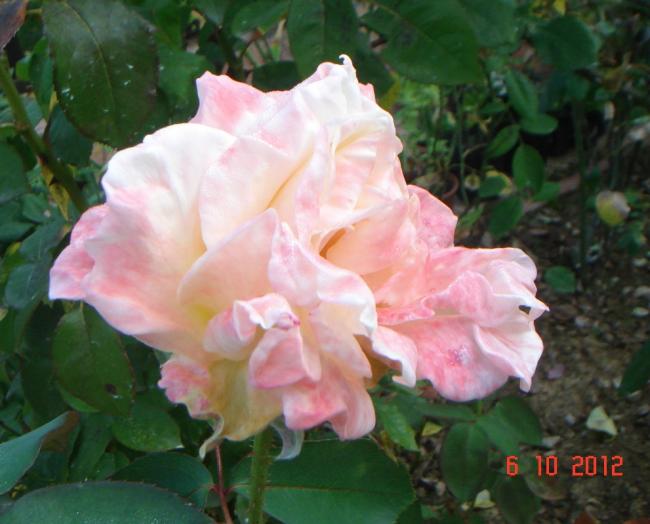 Name:  DSC00489.jpg
Views: 1034
Size:  42.6 KB