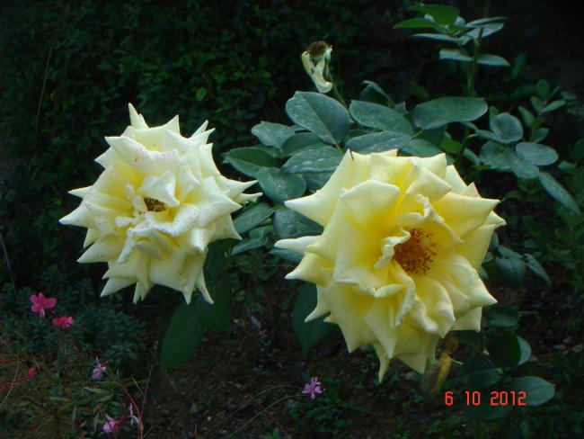 Name:  DSC00511.jpg
Views: 937
Size:  45.0 KB