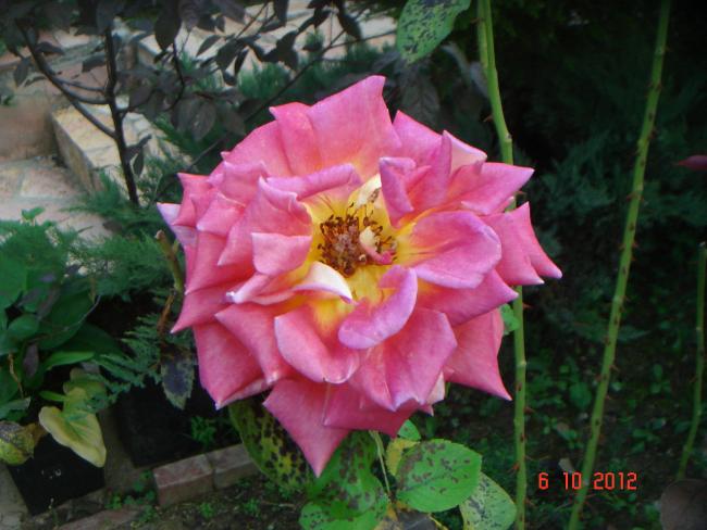 Name:  DSC00528.jpg
Views: 941
Size:  48.0 KB
